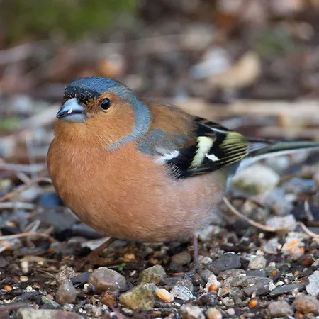 فندق Clone House