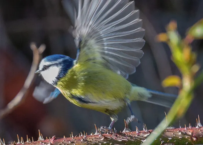 Hotel Clone House Aughrim